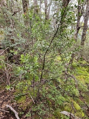 Phyllocladus alpinus