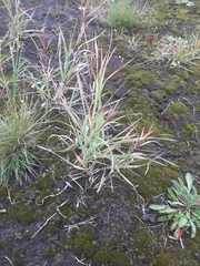Poaceae