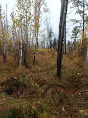 Betula platyphylla