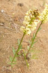Stackhousia
