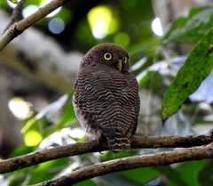 Glaucidium radiatum