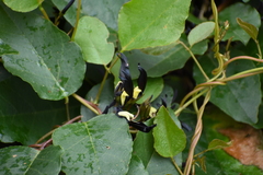 Kennedia nigricans