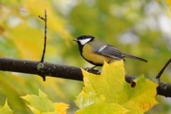 Parus major