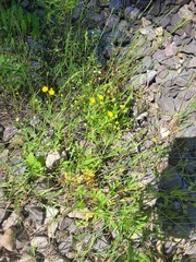 Potentilla thuringiaca