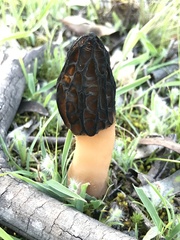 Morchella