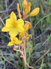 Bulbine bulbosa