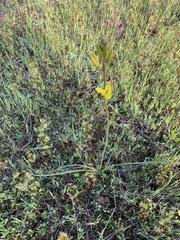 Bulbine bulbosa