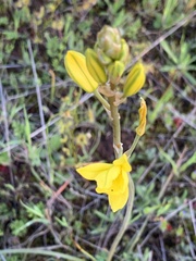 Bulbine bulbosa
