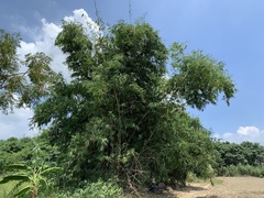 Bambusa beecheyana
