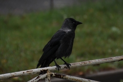 Corvus monedula