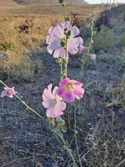 Alcea rosea