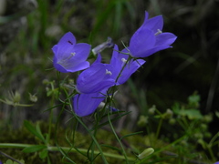 Campanula tanfanii
