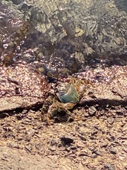 Grapsus albolineatus