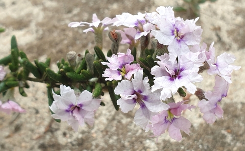 Image of Dampiera rosmarinifolia by (c) Rosalie Lawrence, some rights reserved (CC BY)