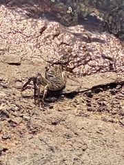 Grapsus albolineatus