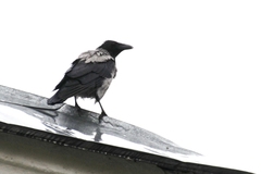 Corvus cornix