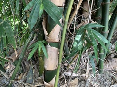 Bambusa beecheyana