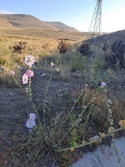 Alcea rosea