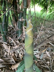 Bambusa beecheyana