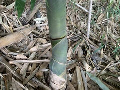 Bambusa beecheyana