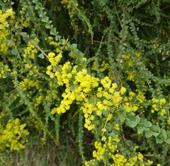 Acacia pravissima