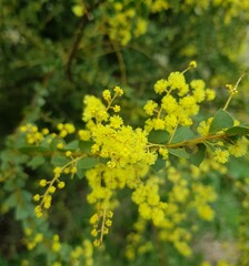Acacia pravissima