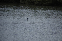 Phalacrocorax varius