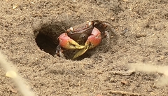 Neosarmatium australiense