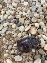 Phyllognathus excavatus