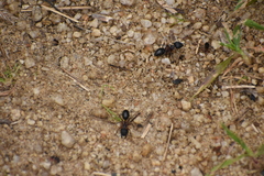 Camponotus intrepidus