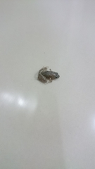Microhyla mukhlesuri
