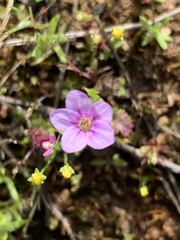Erodium botrys