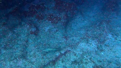 Epinephelus costae