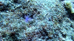 Flabellina affinis
