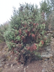 Juniperus oxycedrus