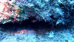 Scorpaena maderensis