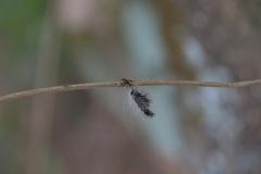 Eocanthecona concinna