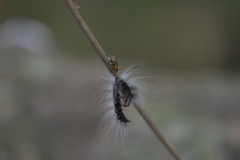 Eocanthecona concinna