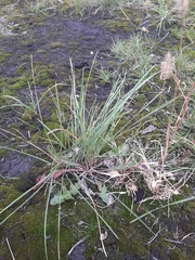 Poaceae