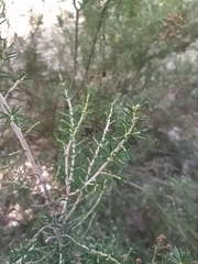 Erica arborea