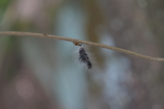 Eocanthecona concinna