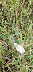 Lepidoptera