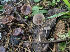Collybiopsis villosipes