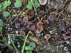 Collybiopsis villosipes
