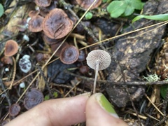 Collybiopsis villosipes