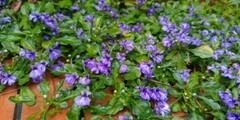 Ajuga pygmaea