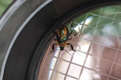 Eocanthecona concinna