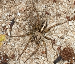 Artoriopsis