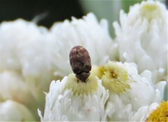 Anthrenus fuscus