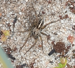 Artoriopsis